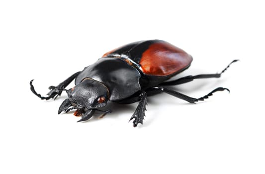 Creature, insect and bug with black beetle in studio for wildlife, ecosystem and nature. Antenna, closeup and animal with invertebrate isolated on white background for mockup, environment and fauna