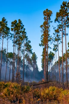 Wildland fire, burning forest with conifers, smoke in the woods, Florida