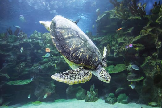 Swimming Turtle underwater