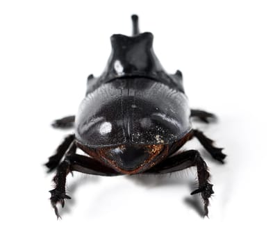 Rhinoceros beetle, black and bug on a white background in studio for wildlife, zoology and natural ecosystem. Animal mockup, nature and closeup of creature for environment, entomology and insect