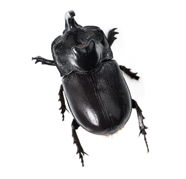Top view, insect and rhinoceros beetle on a white background for wildlife, zoology and natural ecosystem. Animal mockup, black bug and closeup of creature for environment, entomology study and nature