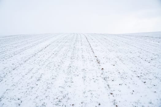 Landscape of wheat field covered with snow in winter season. Agriculture process with a crop cultures.