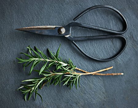 Aromatic rosemary. a sprig of rosemary next to a pair of scissors.
