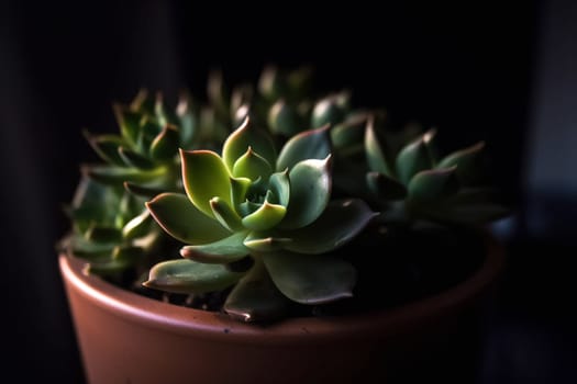 growing succulent plants in a pot