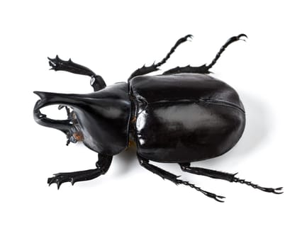 Bug, insect and black beetle on a white background in studio for wildlife, zoology and natural ecosystem. Animal mockup, beetles and top view of isolated creature for environment, entomology and pest