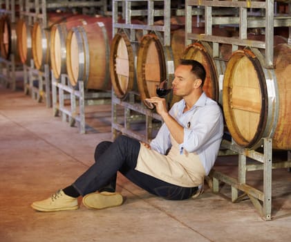 Cellar, mature man wine tasting and sitting by a barrel in a warehouse. Wood cask storage, aging drink and a male sommelier holding or drinking a glass of alcohol or red blend in a factory working