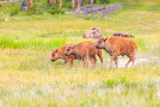 American Bison Calves