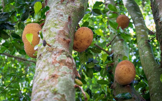 Giant Jackfruit tree with multiple huge fruits hanging from branches and trunk