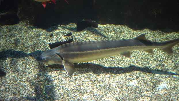 In this video, an impressive sturgeon searches for food on the bottom of the river. The camera captures the sturgeon's powerful movements as it navigates through the rocks and sand.