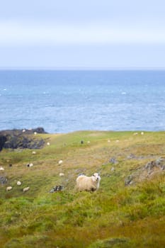 Icelandic Sheep Graze at the Mountain Meadow, Group of Domestic Animal in Pure and Clear Nature. Beautiful Icelandic Highlands. Ecologically Clean Lamb Meat and Wool Production. Scenic Area