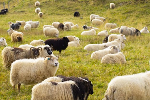 Icelandic Sheep Graze at the Mountain Meadow. Group of Domestic Animal in Pure and Clear Nature. Beautiful Icelandic Highlands. Ecologically Clean Lamb Meat and Wool Production. Scenic Area
