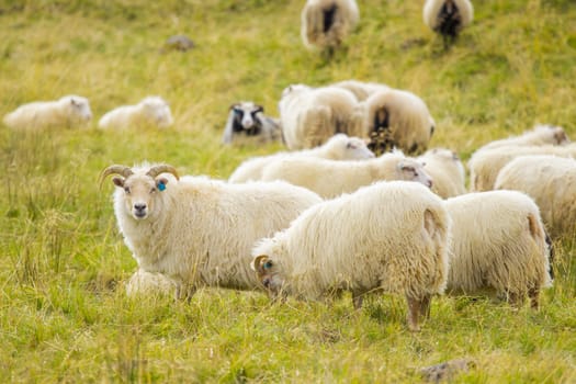Icelandic Sheep Graze at the Mountain Meadow. Group of Domestic Animal in Pure and Clear Nature. Beautiful Icelandic Highlands. Ecologically Clean Lamb Meat and Wool Production. Scenic Area