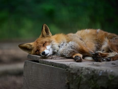 Adult red fox sleeping in nature