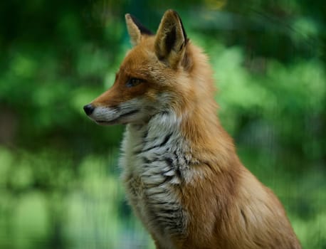 Portrait of a wild red fox in green foliage