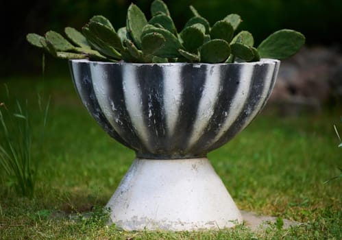 Growing cactus in a decorative bowl, landscaping