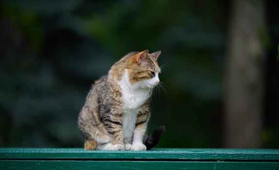 An adult street cat is relaxing in nature on a sunny day