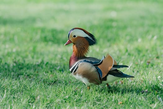 The mandarin duck walks through the meadow in the morning