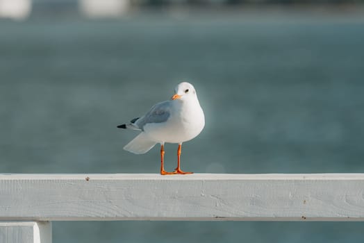 The black-headed adult gull in winter plumage on a pier fence on the Baltic Sea