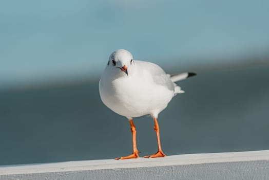 The black-headed adult gull in winter plumage on a pier fence on the Baltic Sea