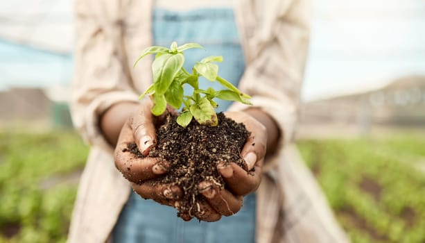 Zoom into hands of a farmer holding dirt. Closeup on hands of a farmer holding soil. Farmer holding sprouting seedling. African american farmer holding blooming plant in soil.