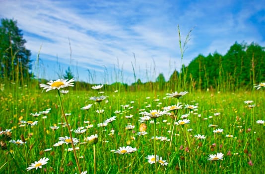 blossoming meadow and the blue sky