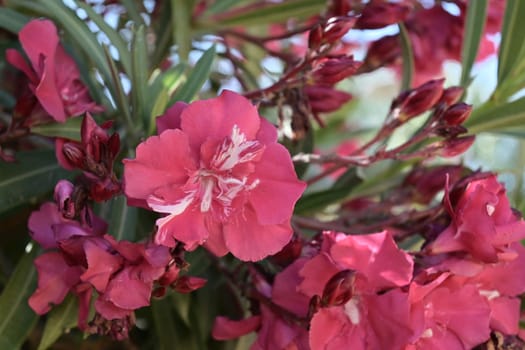 Pink Nerium oleander shrub with blue sea in background. Oleander is poisonous plant