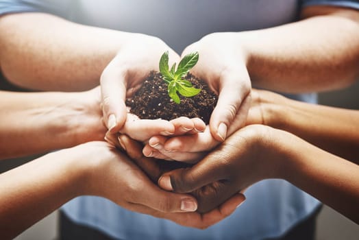 Plant, hands and group of people volunteering, agriculture and agriculture growth or collaboration, help and teamwork. Palm, sapling soil and diversity woman, man or community in sustainable farming