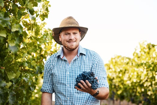 Anything fresher is still growing. Portrait of a farmer holding a bunch of grapes in a vineyard.