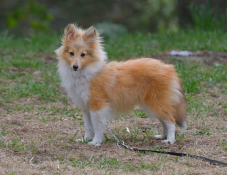 Young Sheltie dog walking in the park