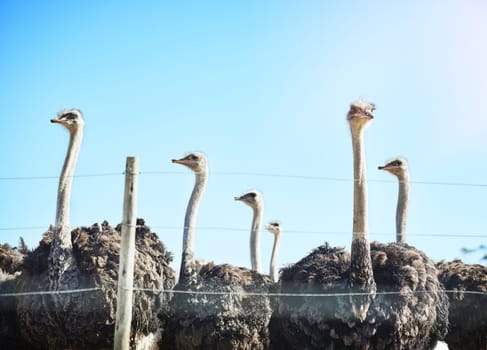 Being the biggest bird has its benefits. a flock of ostriches on a farm.