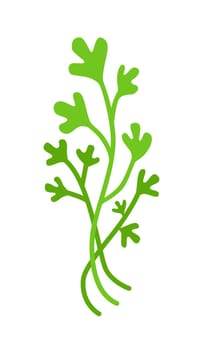 Cilantro or parsley bunch. Vector illustration isolated on white.
