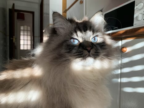 Cute fluffy cat with blue eyes - striped lighting through the blinds