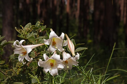 St Joseph’s Lily (Lilium formosanum) 14184