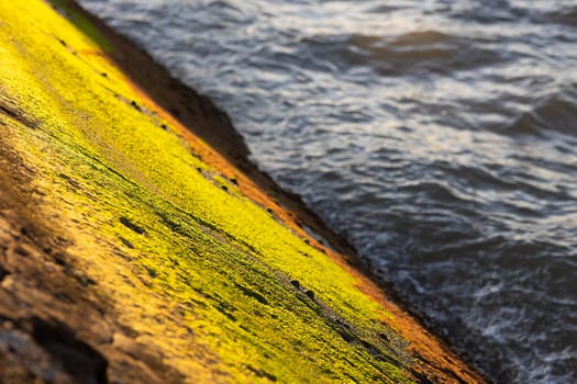 Green moss illuminated by the sun on a rock by the sea