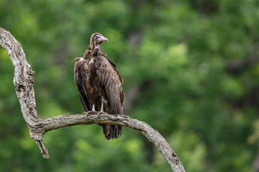 Hooded vulture in Kruger National park, South Africa