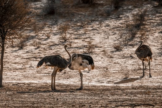 African Ostrich in Kgalagadi transfrontier park, South Africa