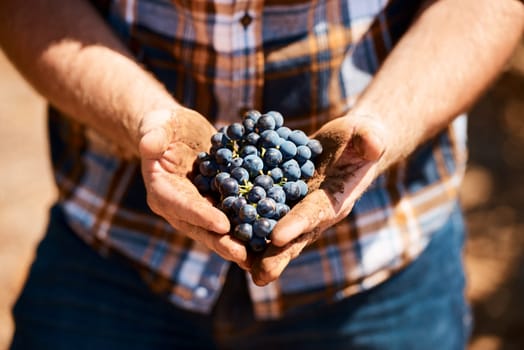 Theyll soon be fermented to produce wine. Closeup shot of a man holding a bunch of grapes.