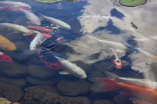 Koi Carp Fish swims among water lily in the water