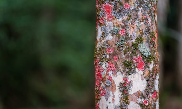 Colorful Lichens and Moss on Close-Up of Tree Trunk