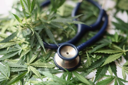 Medical stethoscope lying on green leaves of marijuana closeup