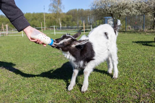 Someone Feeds Milk Babies Goat From Bottle On Farm In Summer Or Spring Time. Domestic Animals Care, Raising. Meadow, Green Blooming Trees On Background. Horizontal Plane. High quality photo