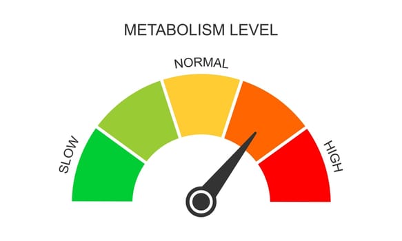 Metabolism meter dashboard with arrow. Metabolic levels from slow to high. Chart of rate which body converts foods and drinks into energy. Vector flat illustration