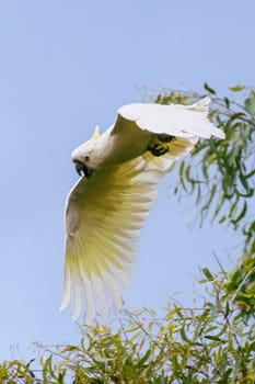 Wild sulphur-crested cockatoo in flight against grey skies
