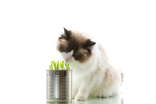 cat breed Ragdoll eats grass from a tin, on a white background