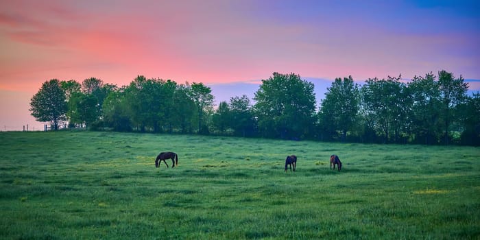 Three horse grazing at early dawn in a field.