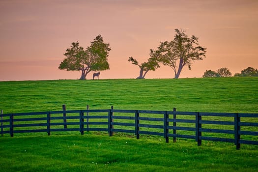 Single horses standing on top of a hill under trees.