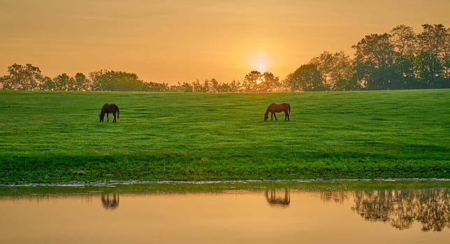 Two horse grazing near a pond with reflexion.