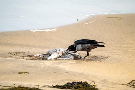Crow eating a seagull on a sandy beach in Ireland