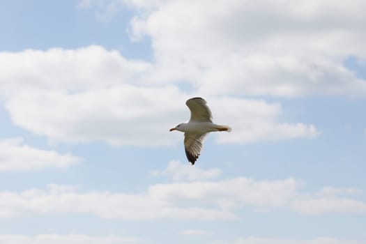 Seagull flying in clear sky at summer day