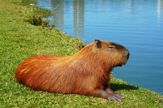 Capybara chilling peaceful lying by the lake